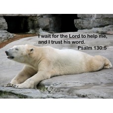 Psalm 130/Polar Bear Photo Card or Magnet